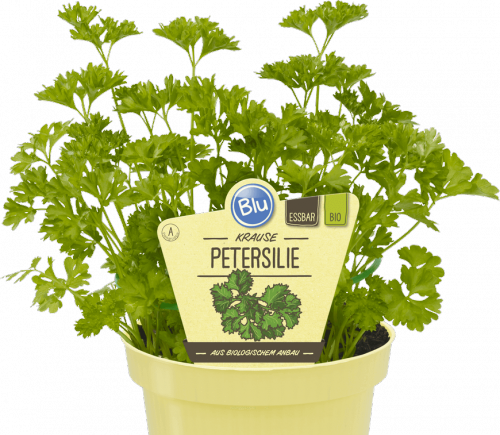 "Bio Petersilie - Krause Petersilie" 