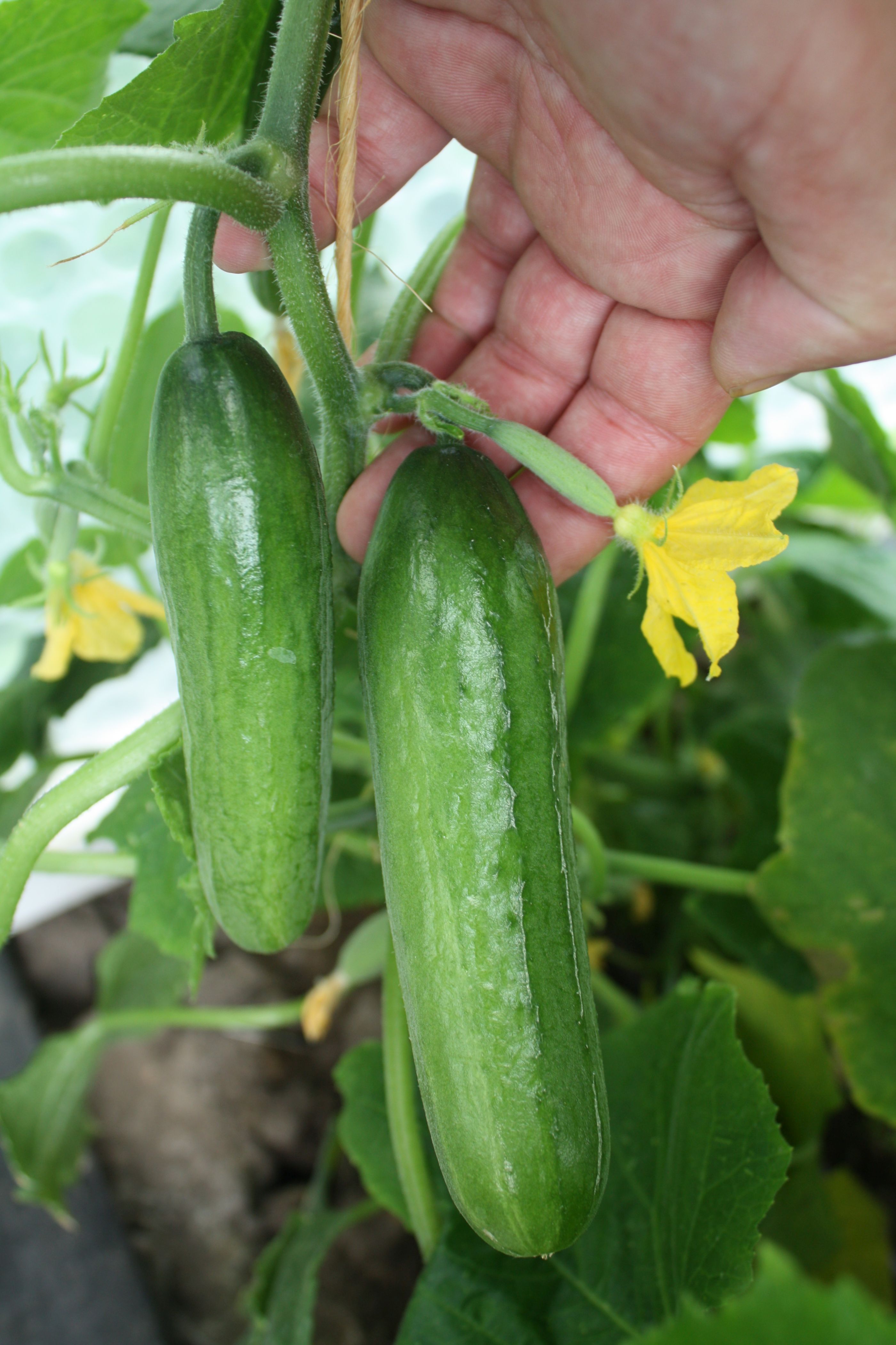 "Bio Gurke Mini-Snack-Gurke" 