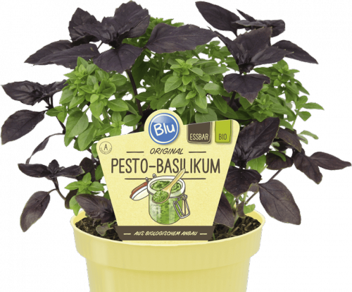 "Bio Basilikum Pesto-Basilikum" Blu