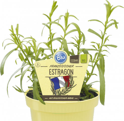 "Bio Estragon, französischer" 