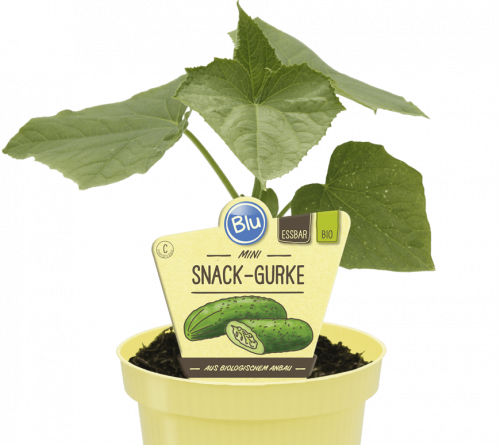 "Bio Gurke Mini-Snack-Gurke" 