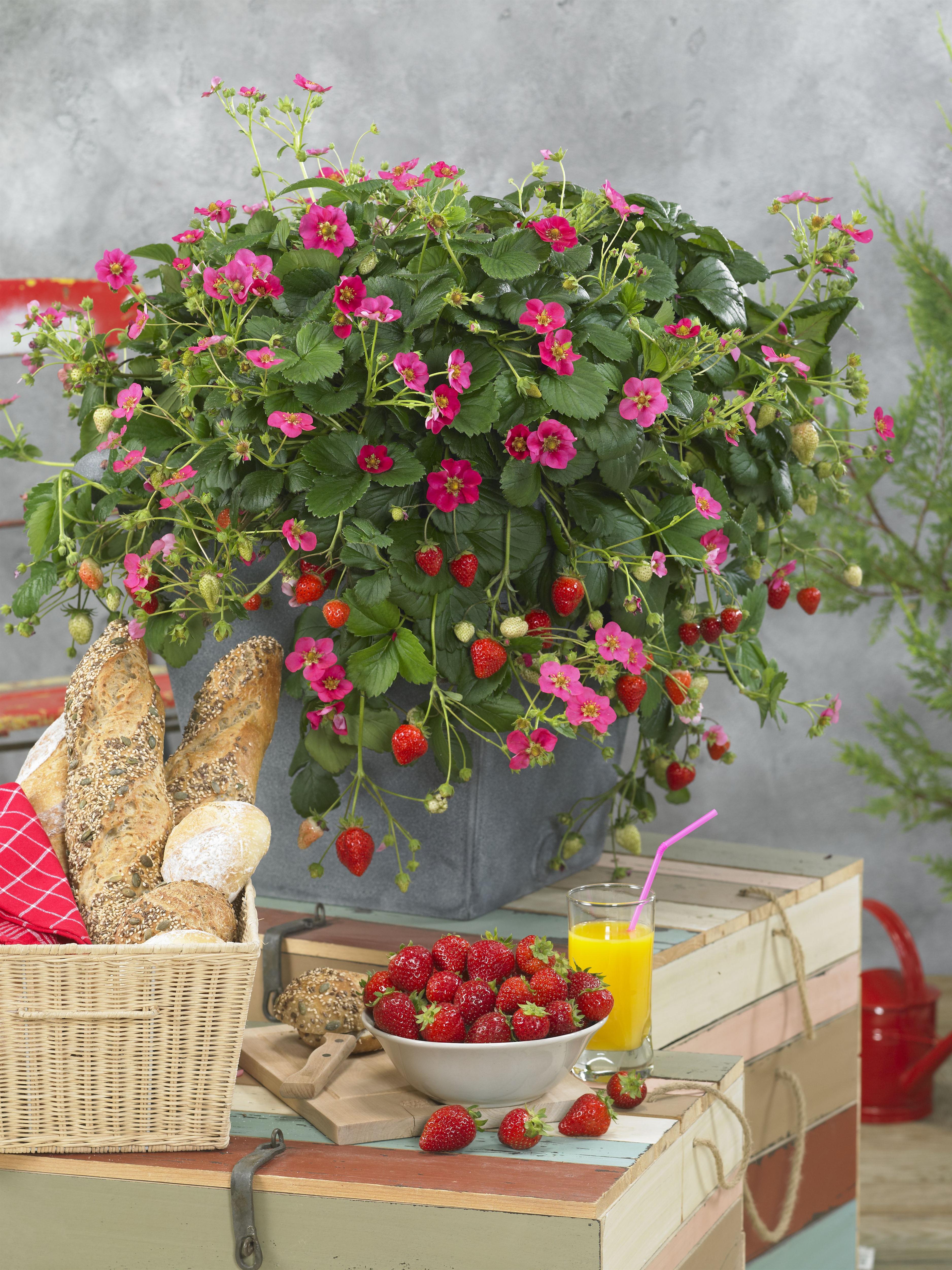 "Bio Erdbeere 'Toscana'" 