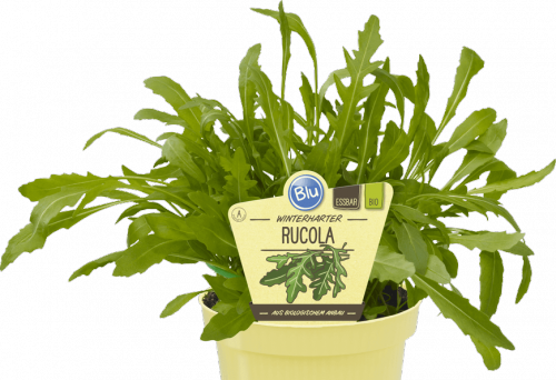 "Bio Rucola, winterhart" Blu