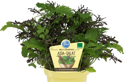  "Bio Asia-Salat" 
