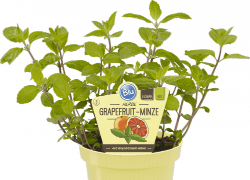 "Bio Minze Grapefruit-Minze"BLU