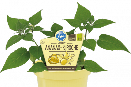  "Bio Ananas-Kirsche" 