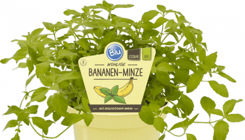 "Bio Minze Bananen-Minze"