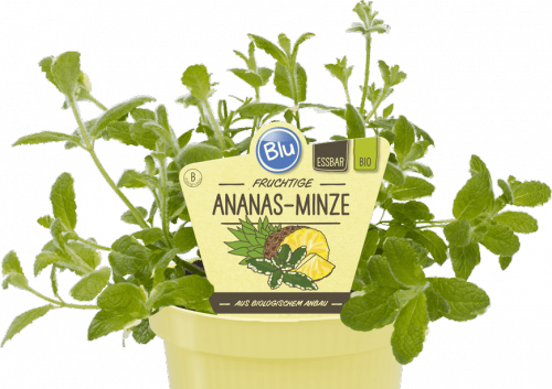 "Bio Minze Ananas-Minze"Blu